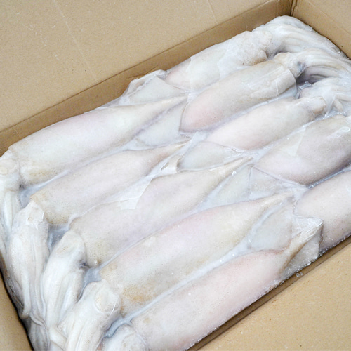 베이트 오징어 3kg(10미) 중국산 냉동