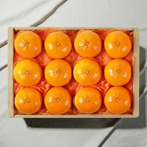 [과일 선물세트] 제주 천혜향 3kg (8-12과)