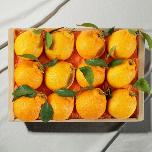 [과일 선물세트] 제주 써니트 한라봉 3kg (8-12과)
